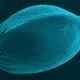 delta-9 Electron Sativa Seed