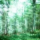 zoraforest