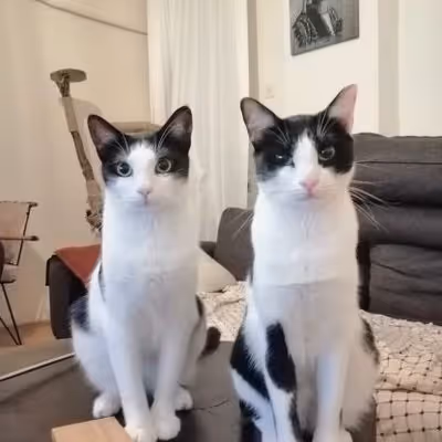 My Little Catties