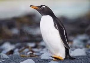 Pinguin
