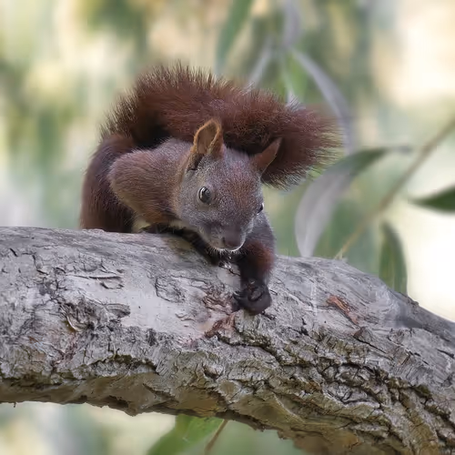Squirrel