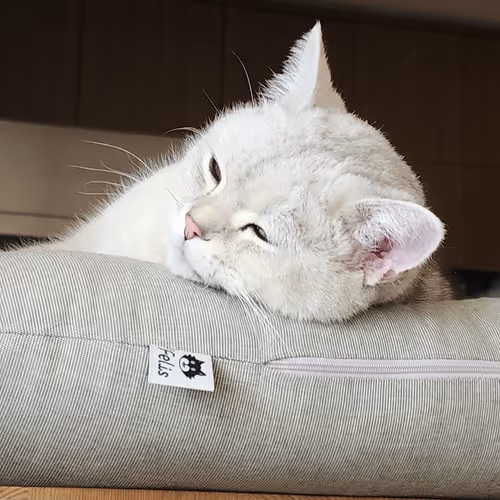 enjoy white cattt