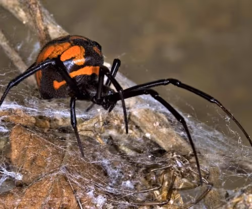 spiders