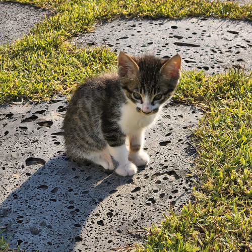 Cute kitten