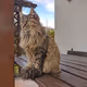 Majestic catto