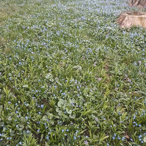 Spring Flower