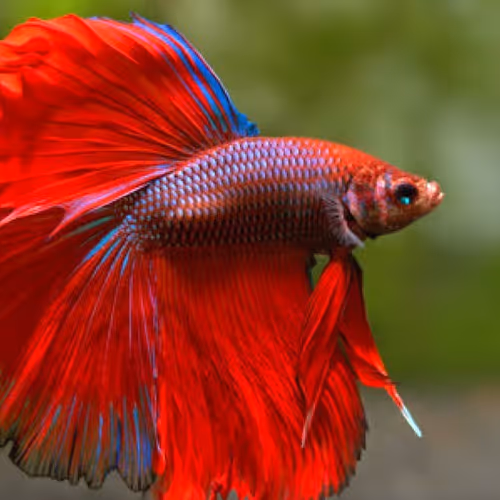 red one