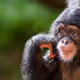 Mini ape