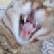 TTiger  kiTTy caTT