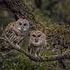 Owls