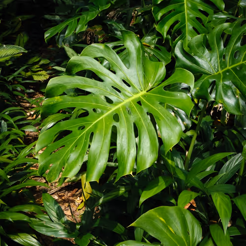 Leaves