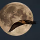 HAWK