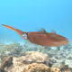 Squid ENJOY