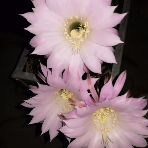 Cactus blooming in the night.