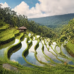 Rice Terraces