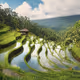 Rice Terraces