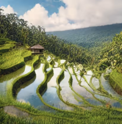 Rice Terraces
