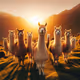 Lama