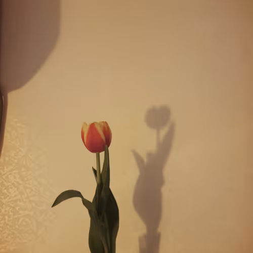 Tulip