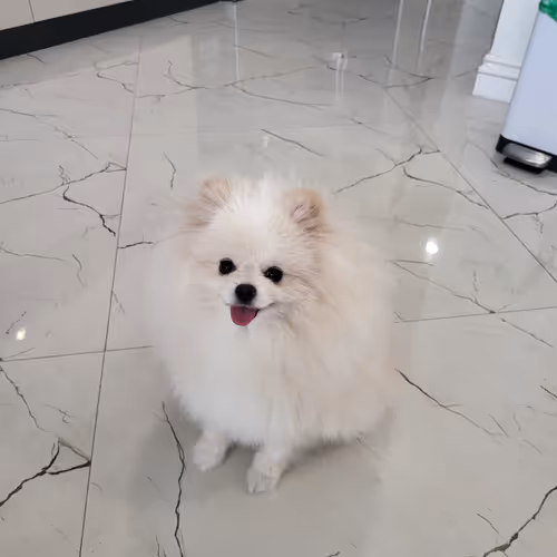 Luxury Pomeranian