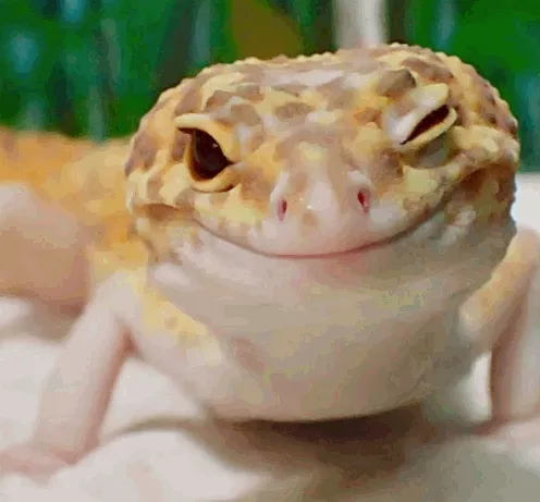 Geckf