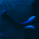 Cerulean Melancholia.