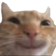 meooow