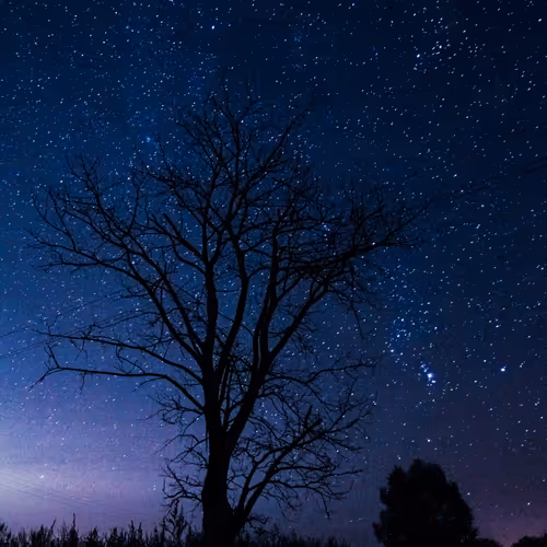 Ghost tree 1