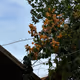 call from spring