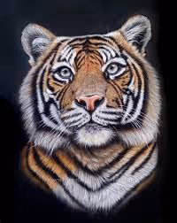 Tiger002