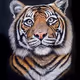 Tiger002