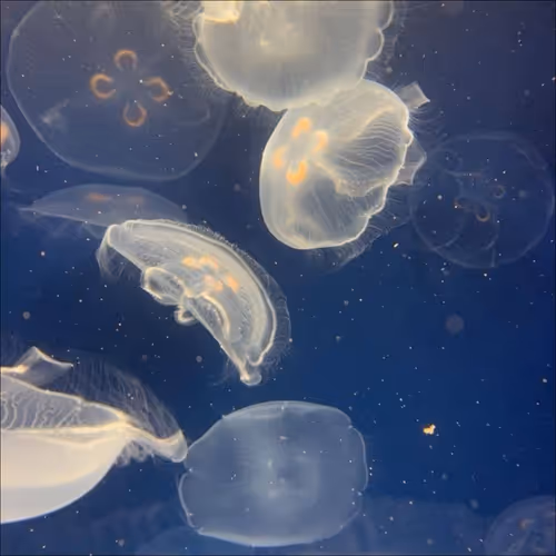 jellyfish