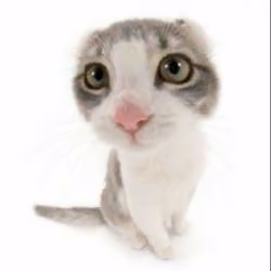 kit