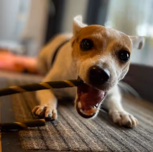 My dog