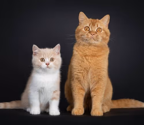 two-british-shorthair-cats
