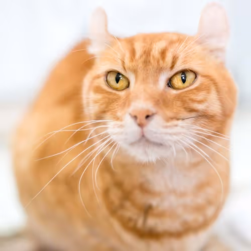 American-Curl