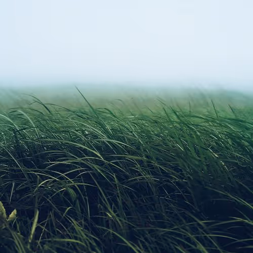 fog