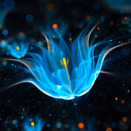 jellyfish in the ocean