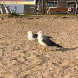 Gull couple