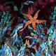 Acquarium 9 - The Orange Tipsy Starfish