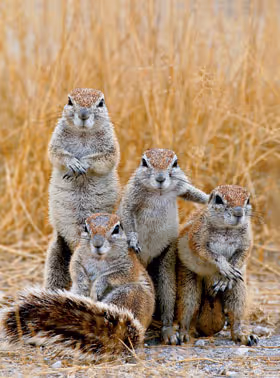 Gopher
