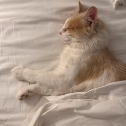 The Internet is for Cats