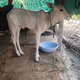 Our cow