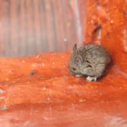 mouse