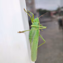Green Little Friend