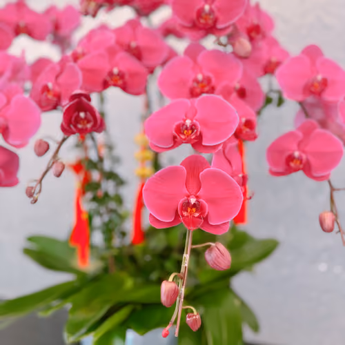ZORA FLOWER