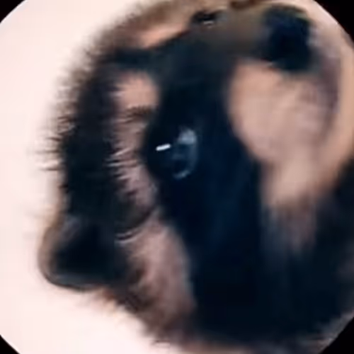 Pedro the Raccoon