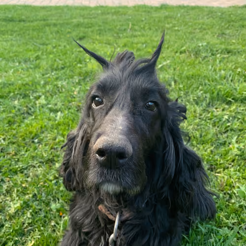 BLACK DEVIL 6