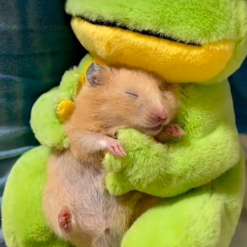 sleep ster