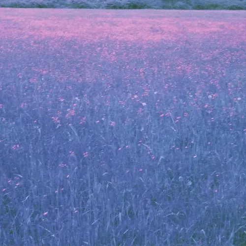 .oldfeildflowers